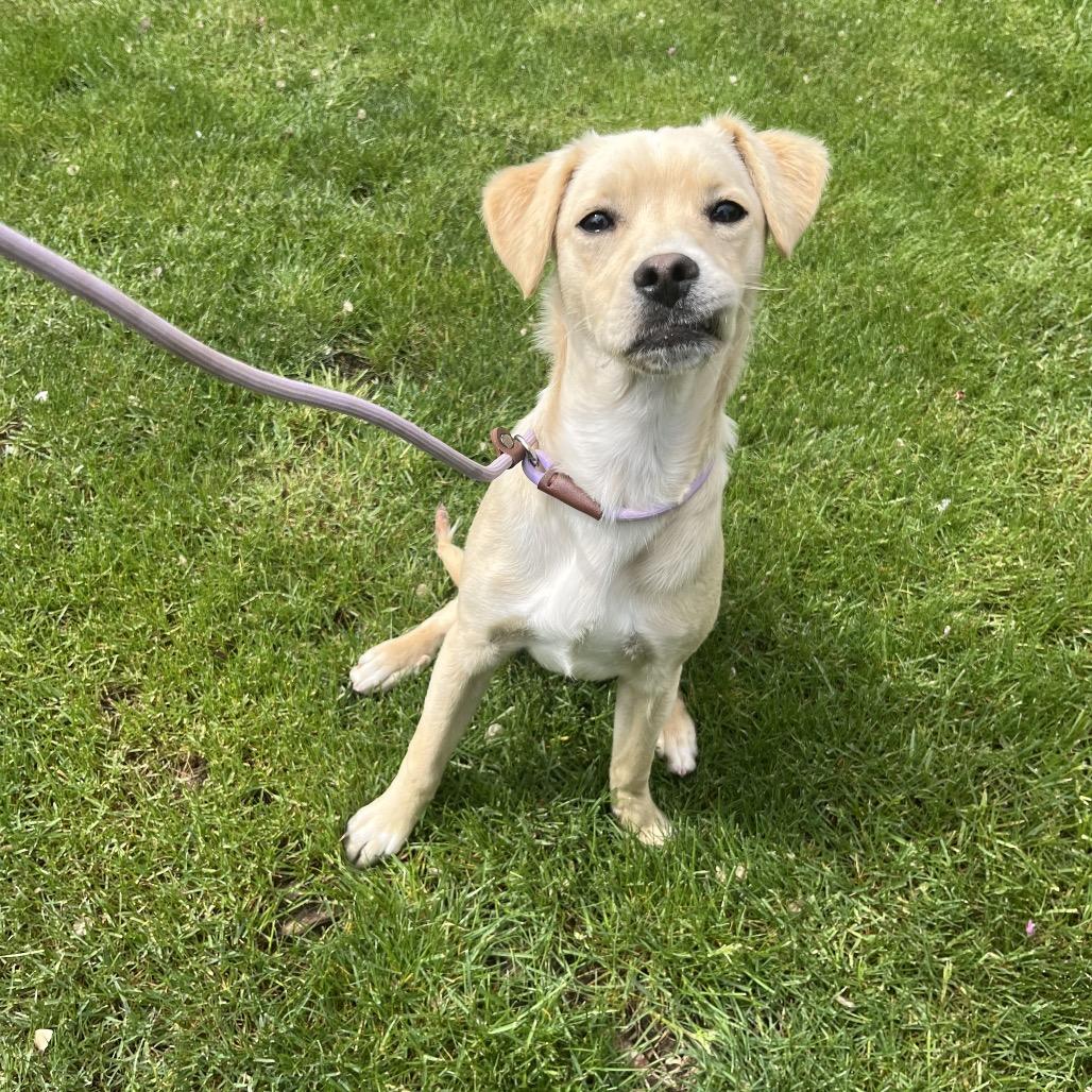 Enlarge Summit, a Adoptable Terrier in Cashmere, WA image 2/4