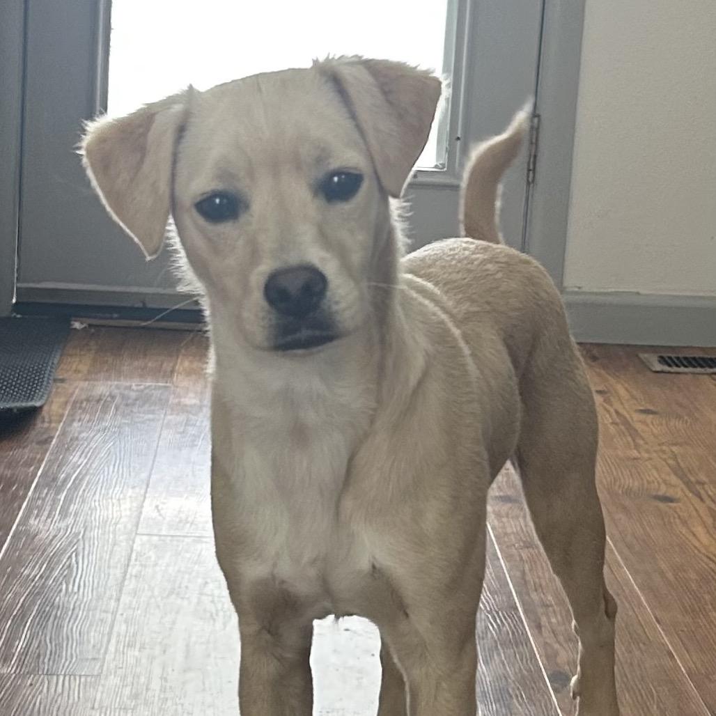 Enlarge Summit, a Adoptable Terrier in Cashmere, WA image 3/4