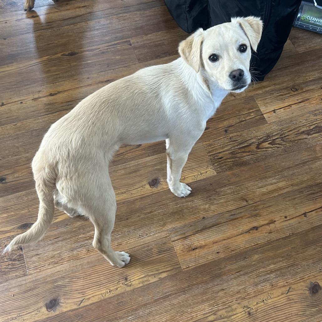Enlarge Summit, a Adoptable Terrier in Cashmere, WA image 4/4