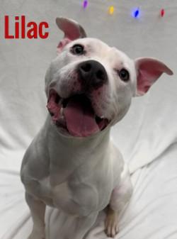 Enlarge Lilac, a ADOPTABLE Pit Bull Terrier in Pleasantville, NJ image 1/1