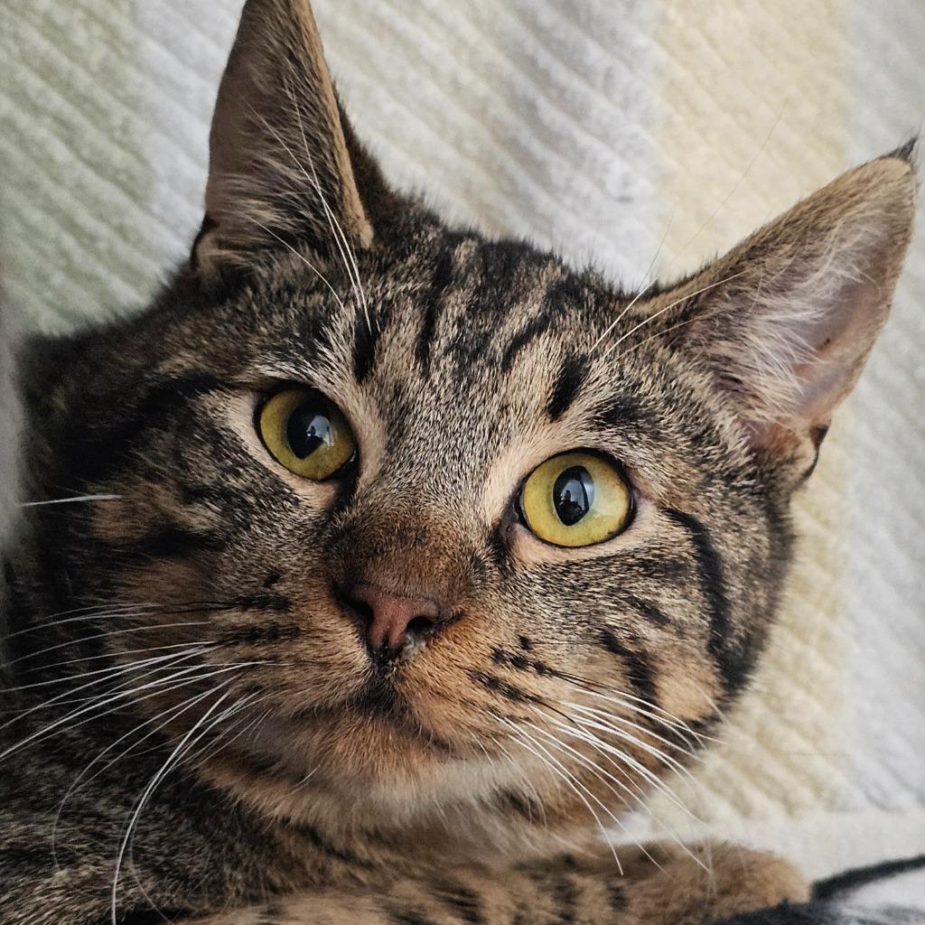 Jam, Adoptable, Young Male Domestic Short Hair.