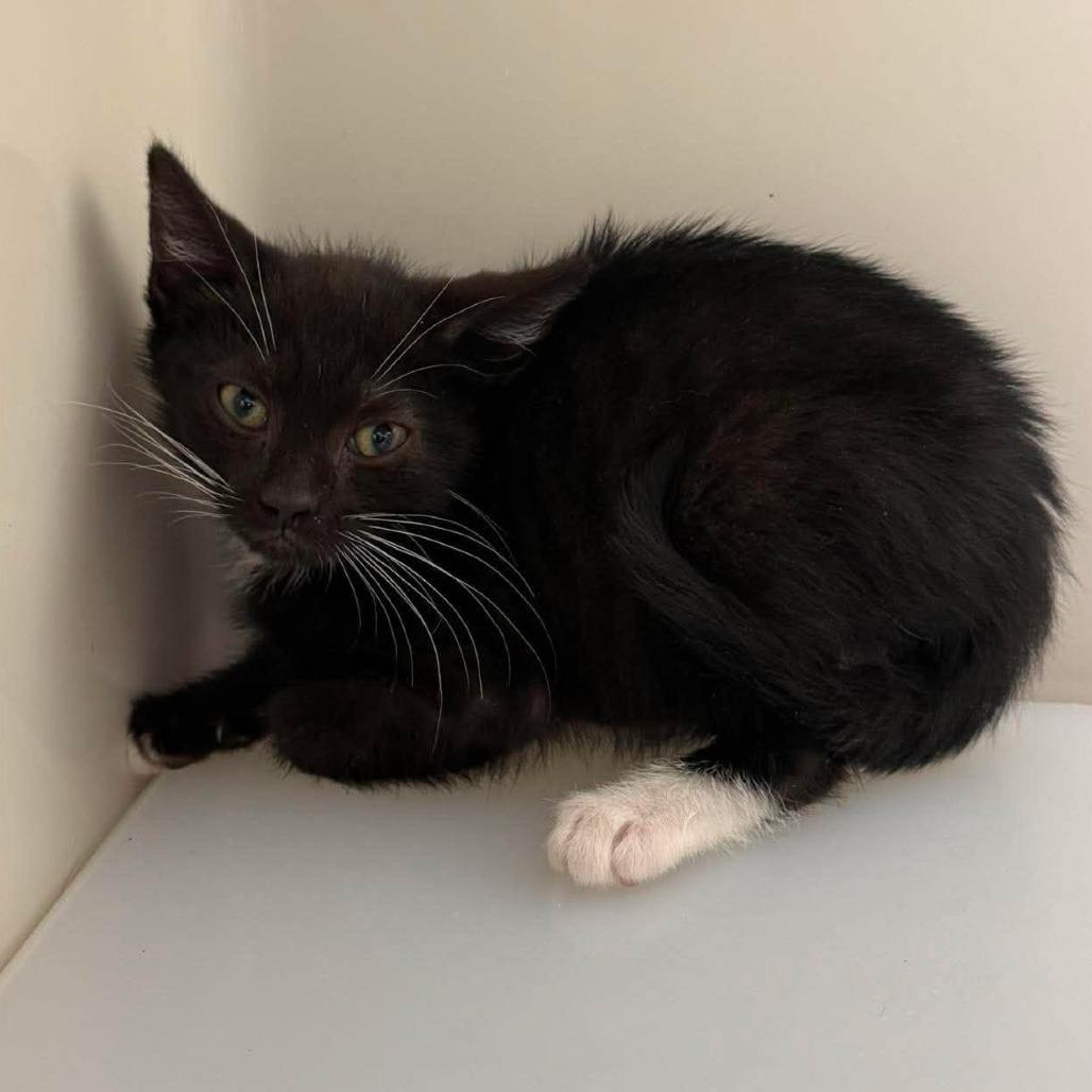 Enlarge Twitch, a Adoptable Domestic Short Hair in Rocky Mount, VA image 1/2