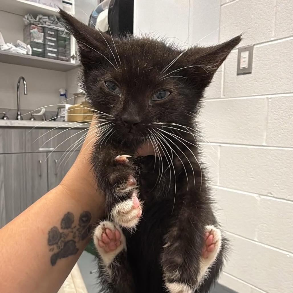 Enlarge Twitch, a Adoptable Domestic Short Hair in Rocky Mount, VA image 2/2