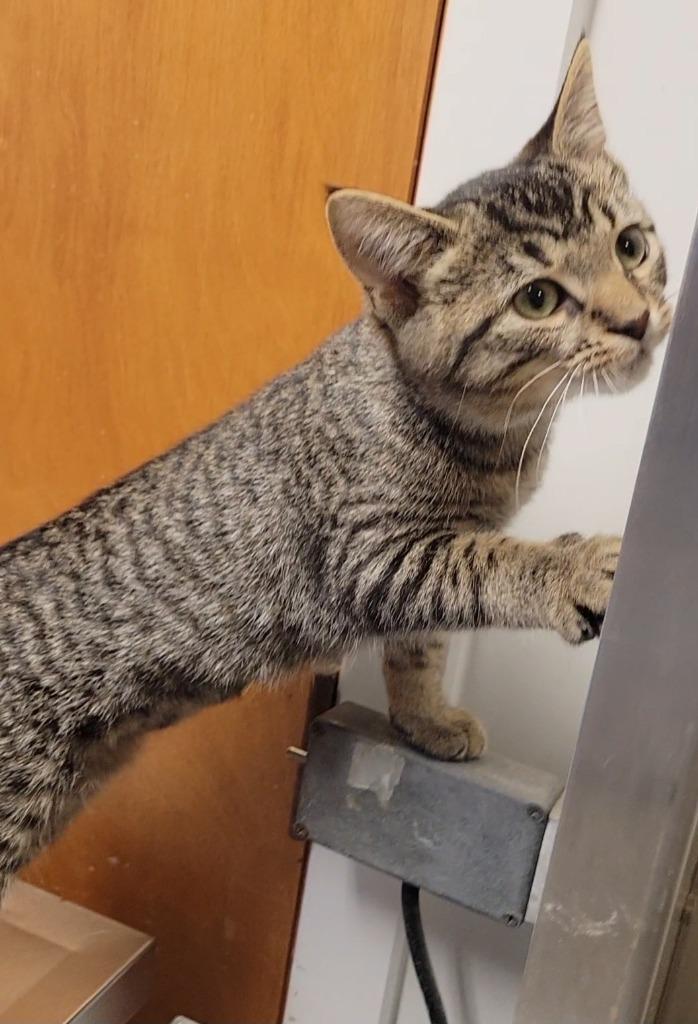 CIRCE, Adoptable, Kitten Female Domestic Short Hair.