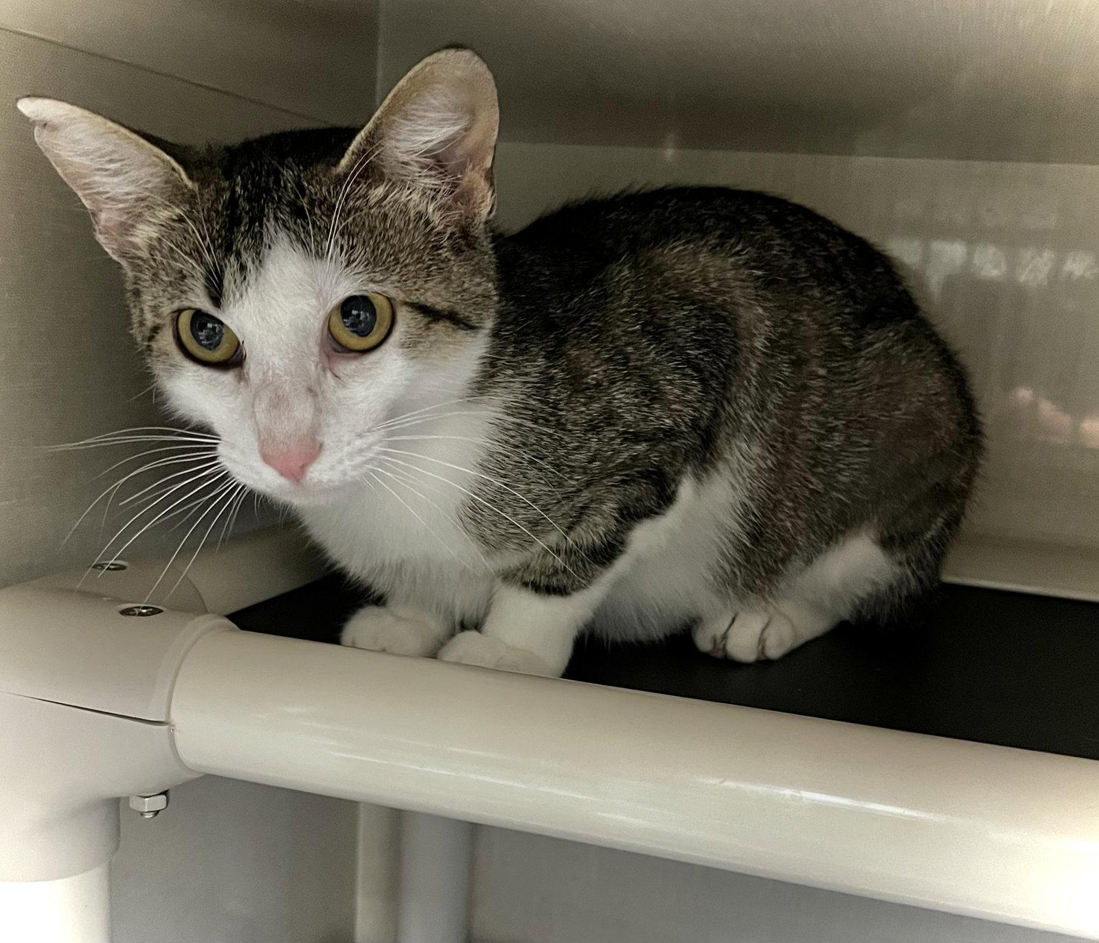 Crunch Wrap Supreme, Adopted, Young Female Domestic Short Hair.