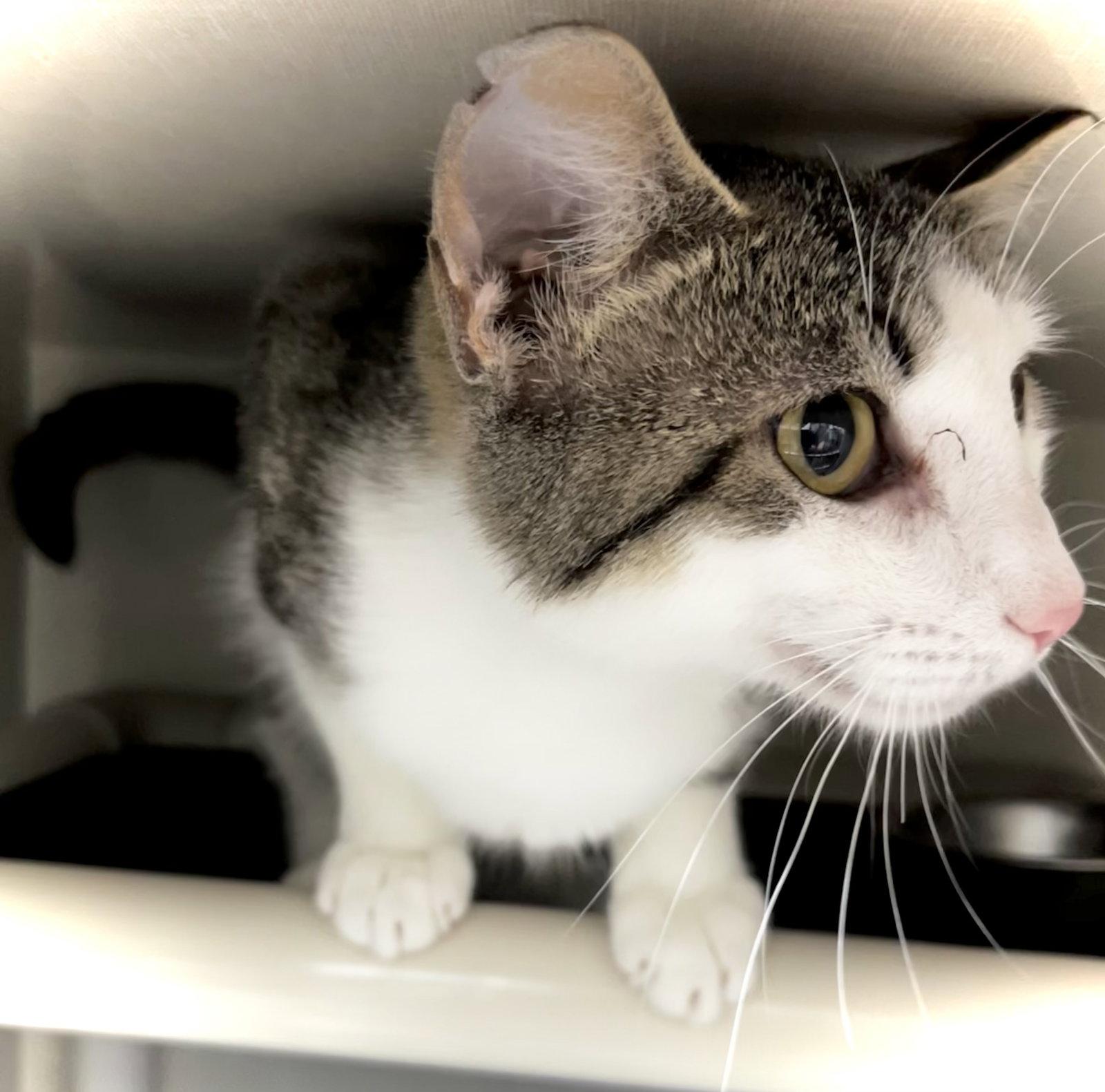Enlarge Crunch Wrap Supreme, a Adopted Domestic Short Hair in Estherville, IA image 2/3