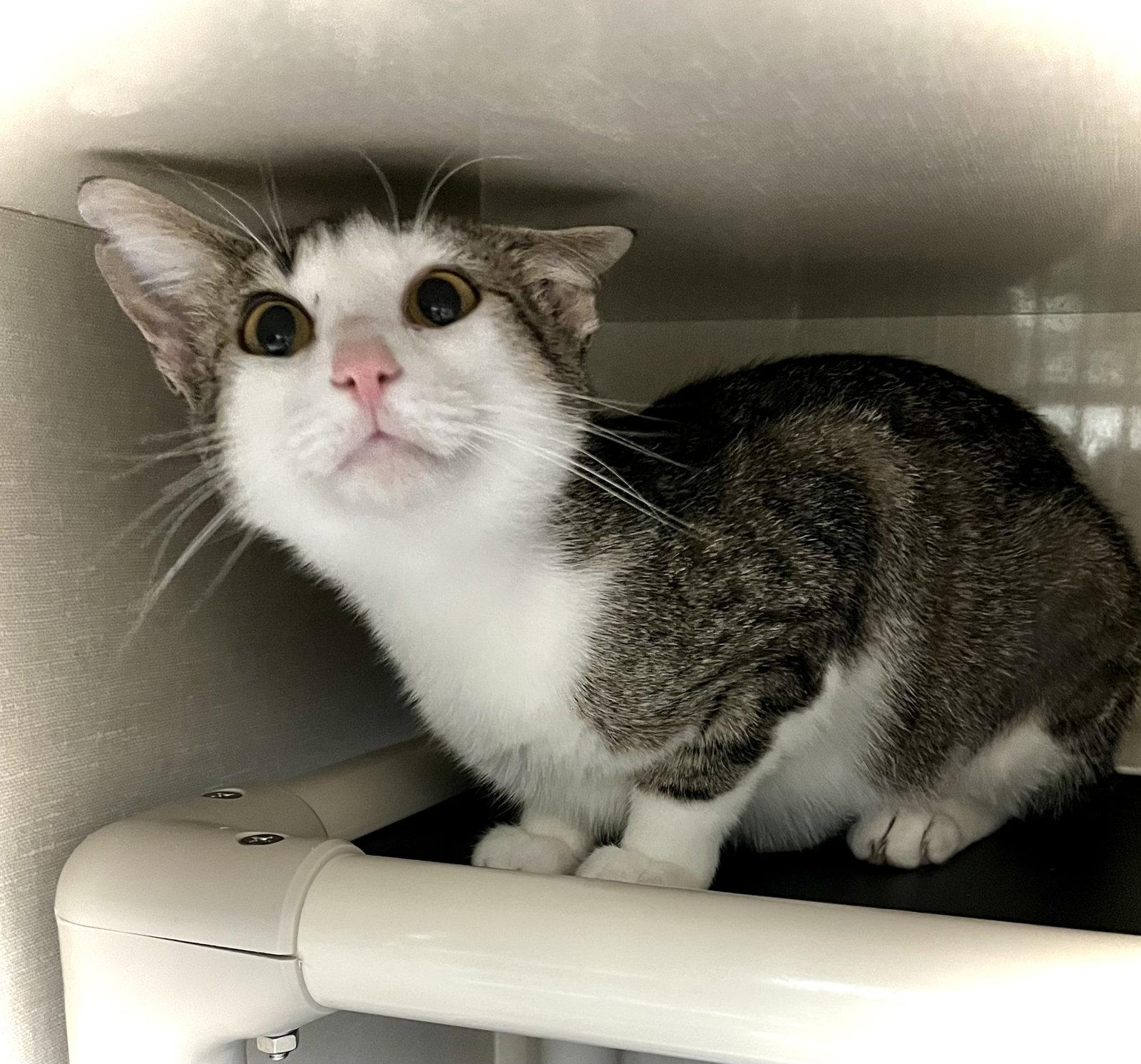 Enlarge Crunch Wrap Supreme, a Adopted Domestic Short Hair in Estherville, IA image 3/3