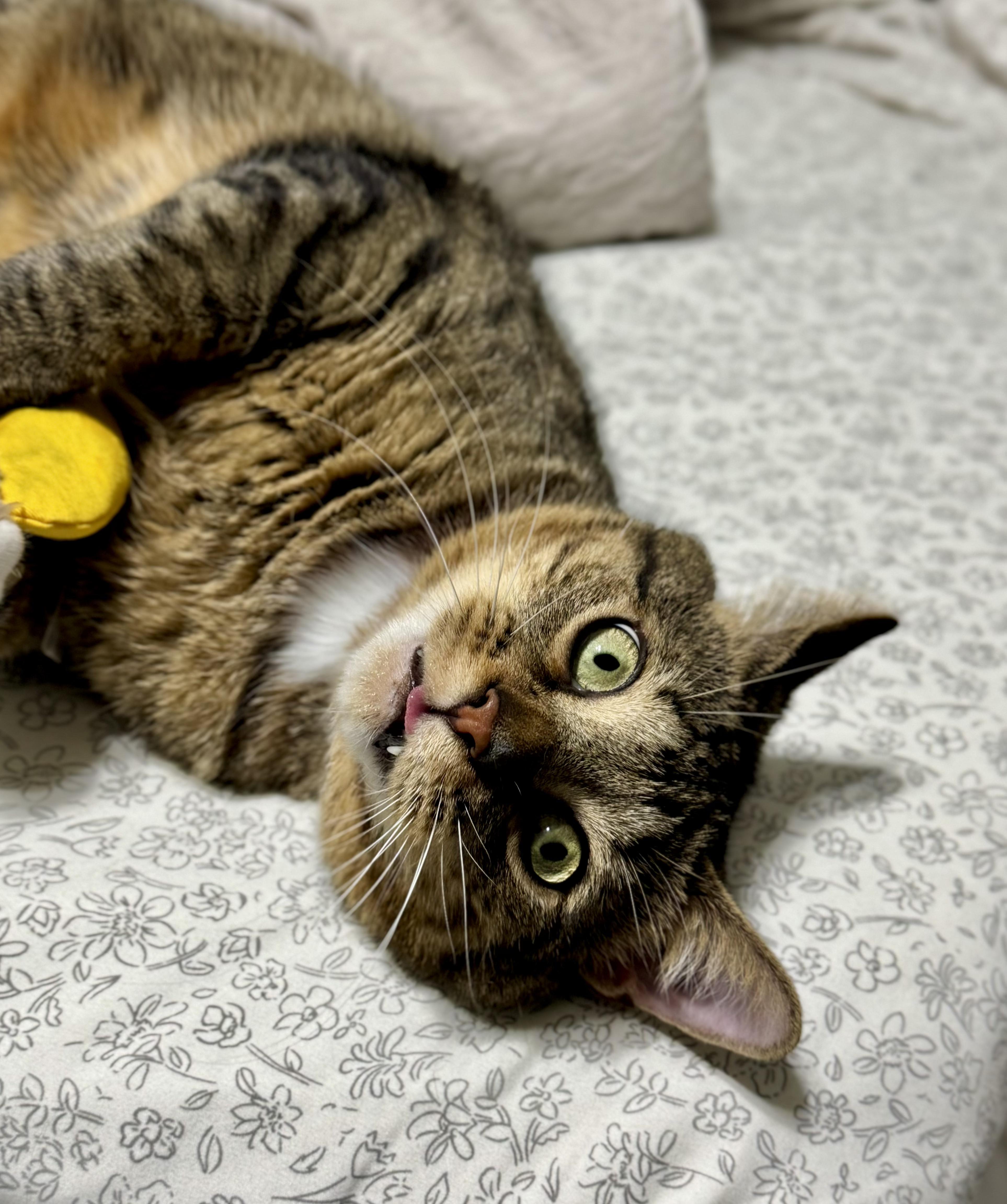 Enlarge Bap, an adoptable Domestic Short Hair in Toledo, OH image 4/6