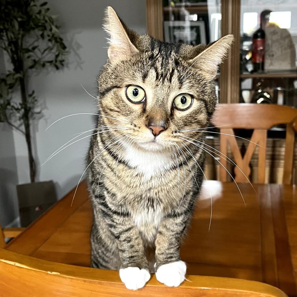 Bap, Adoptable, Young Male Domestic Short Hair.