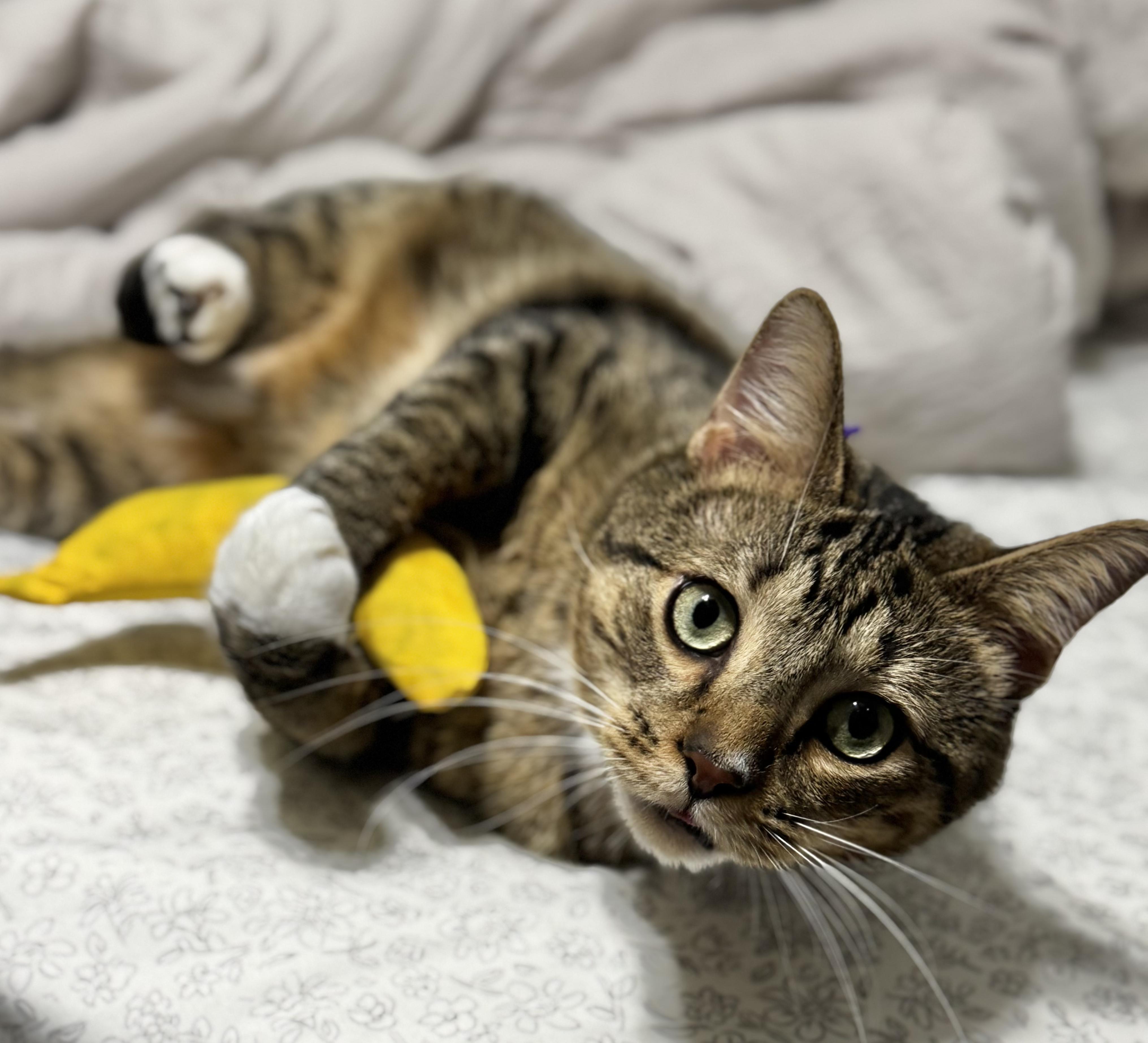 Enlarge Bap, an adoptable Domestic Short Hair in Toledo, OH image 3/6