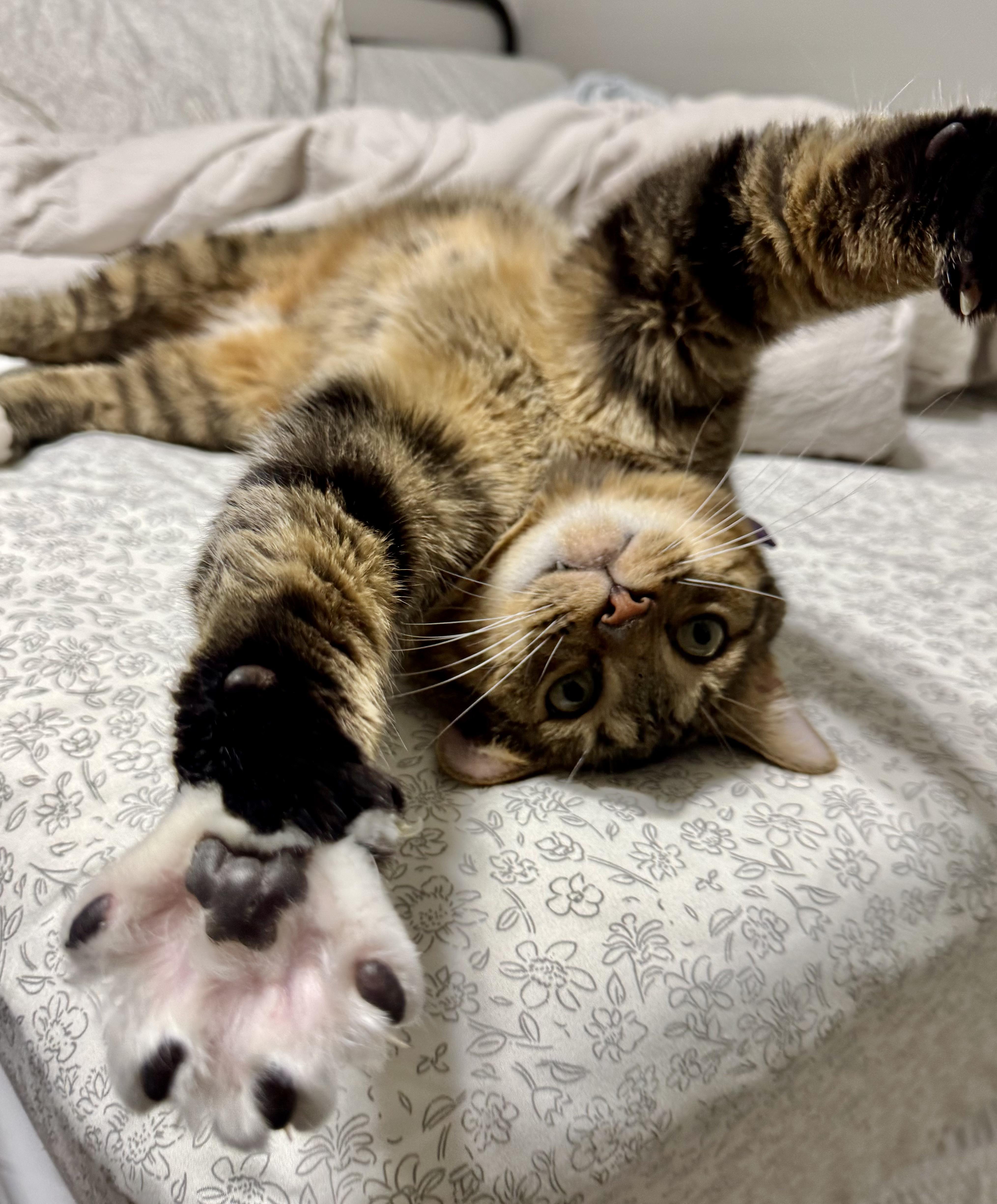 Enlarge Bap, an adoptable Domestic Short Hair in Toledo, OH image 1/6