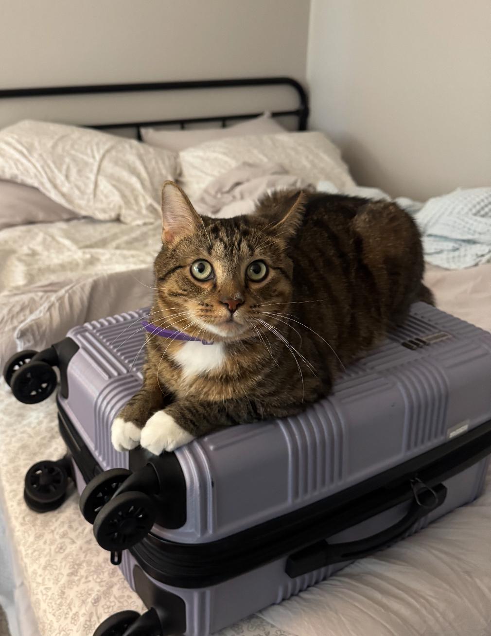 Enlarge Bap, an adoptable Domestic Short Hair in Toledo, OH image 6/6