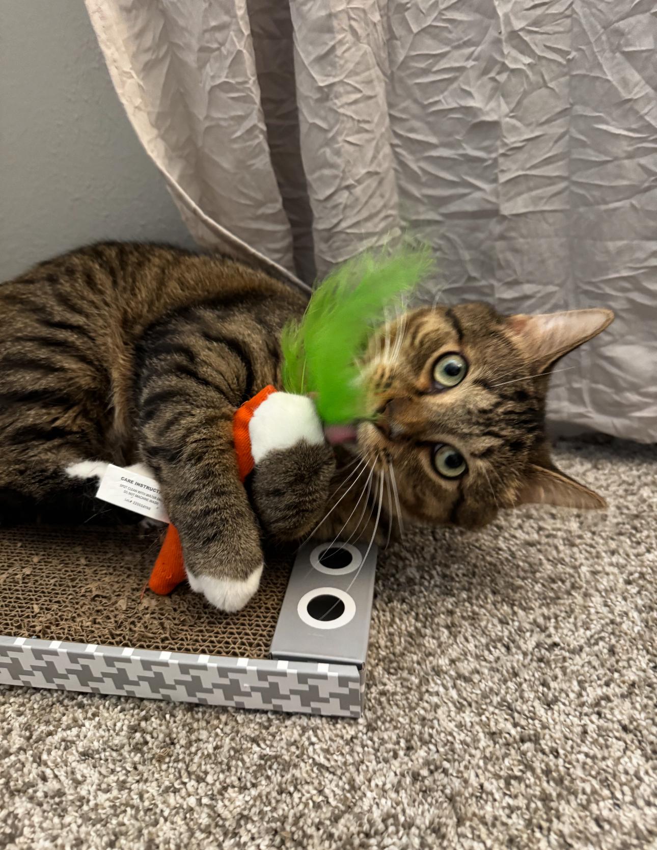 Enlarge Bap, an adoptable Domestic Short Hair in Toledo, OH image 5/6