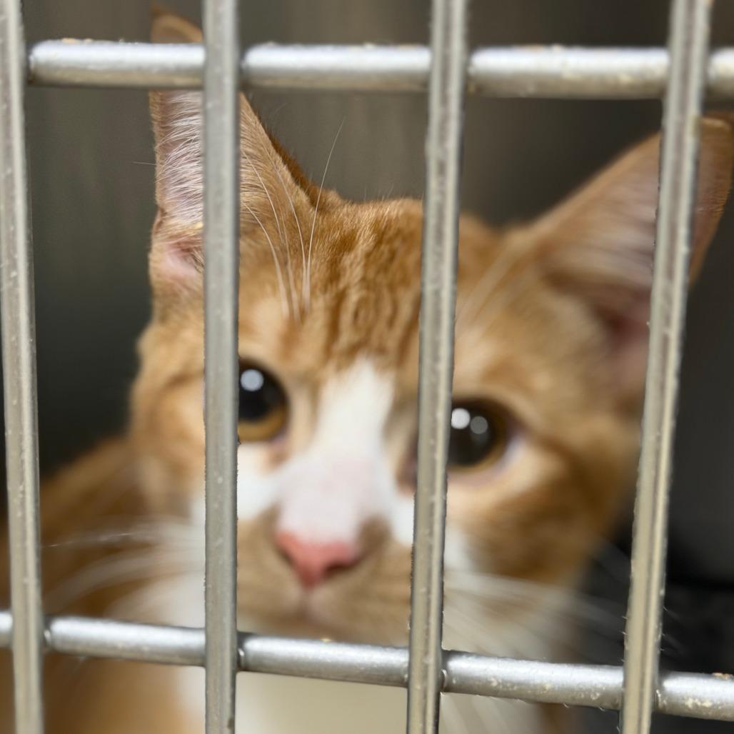 Haught 4 - Maxwell, Adoptable, Young Male Domestic Short Hair.