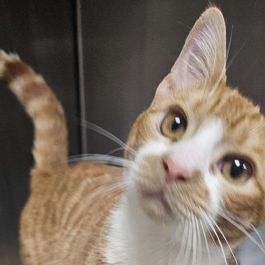 Enlarge Haught 4 - Maxwell, a Adoptable Domestic Short Hair in Donalsonville, GA image 2/2