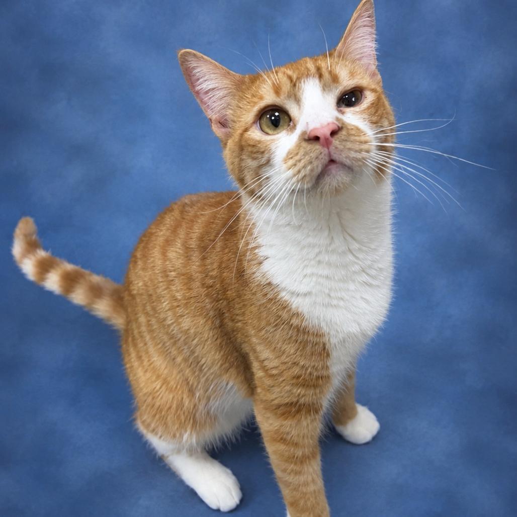 Enlarge Haught 4 - Maxwell, a Adoptable Domestic Short Hair in Donalsonville, GA image 3/3