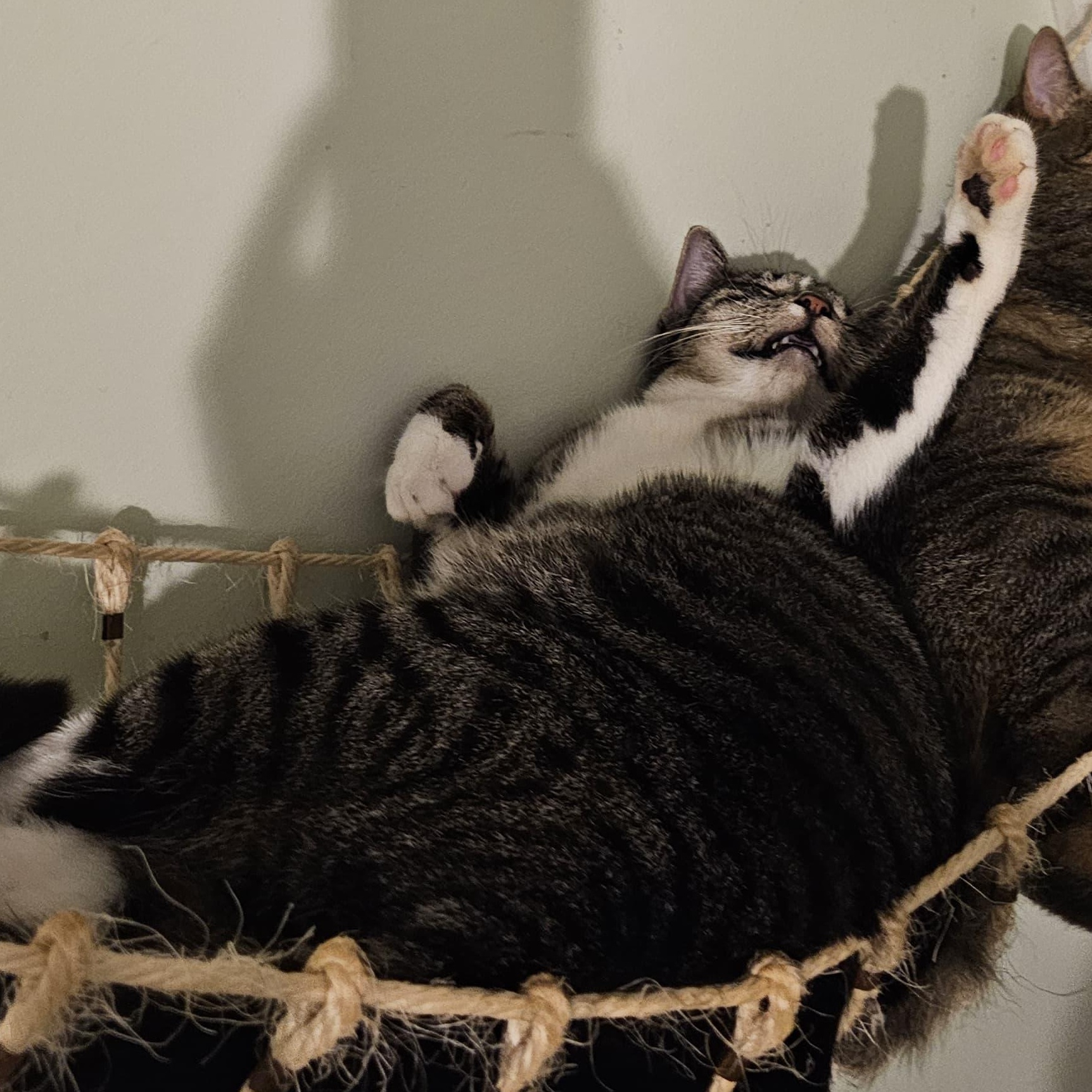 Enlarge Abe, a Adoptable Domestic Short Hair in Astoria, NY image 4/6