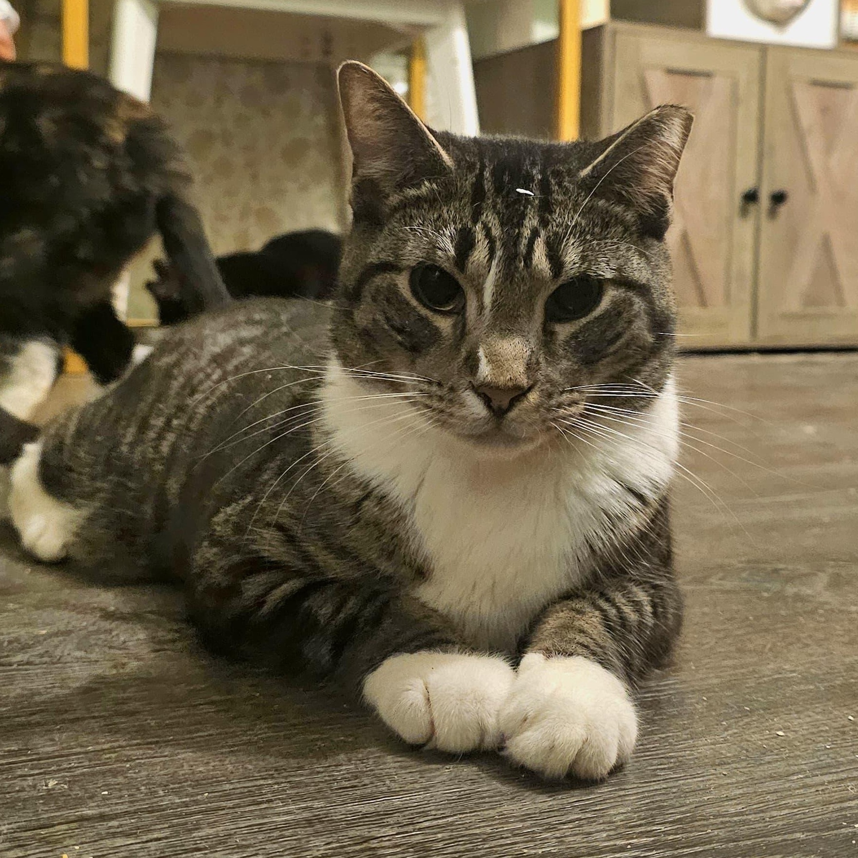 Abe, Adoptable, Adult Male Domestic Short Hair.