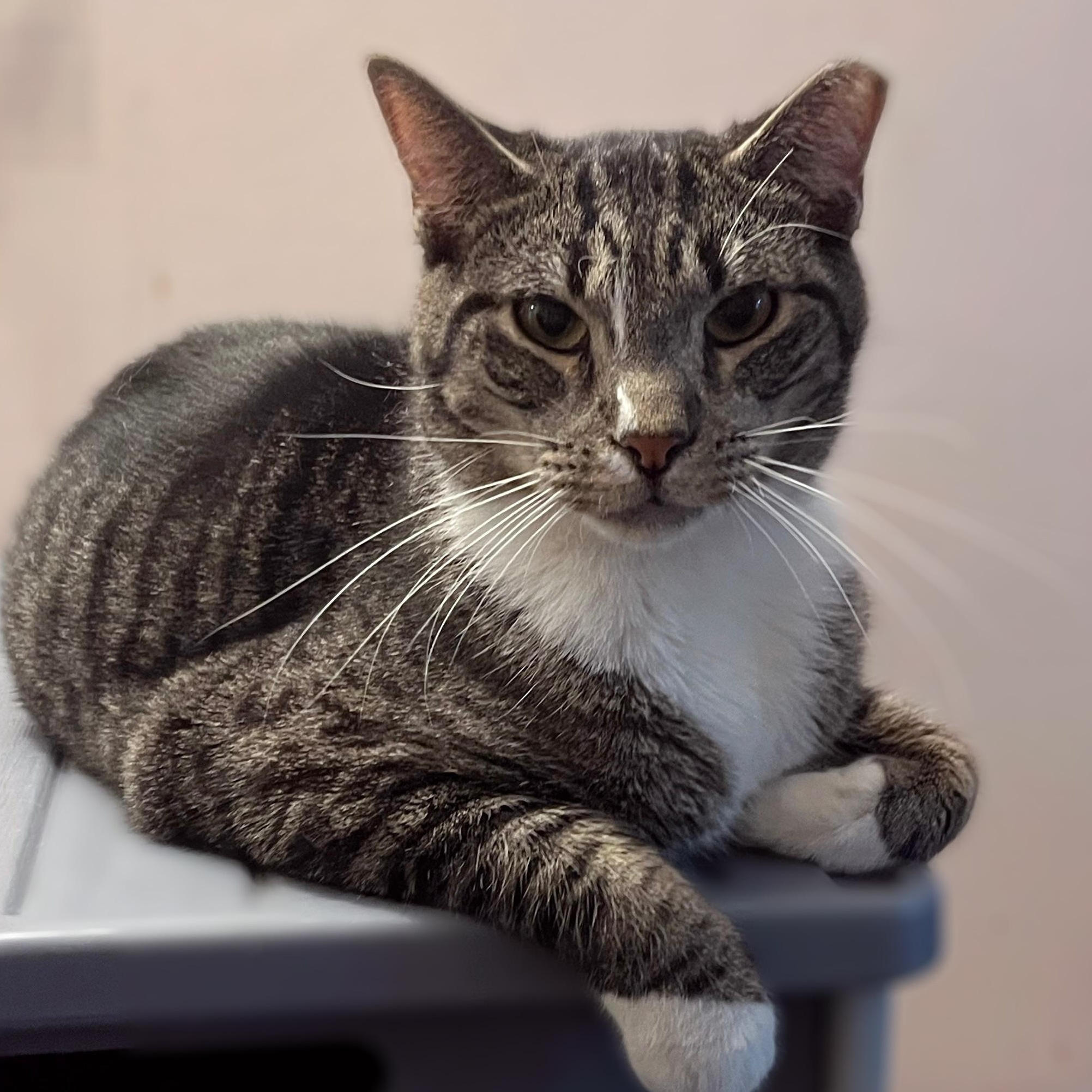 Enlarge Abe, a Adoptable Domestic Short Hair in Astoria, NY image 1/6