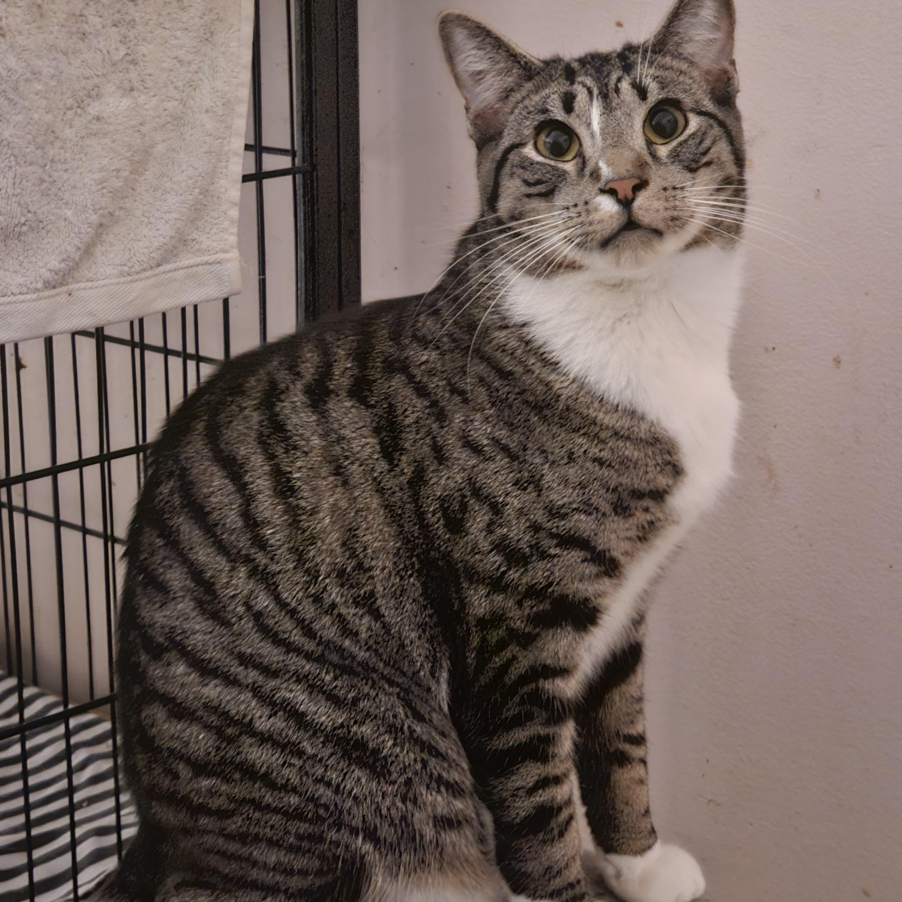 Enlarge Abe, a Adoptable Domestic Short Hair in Astoria, NY image 3/6