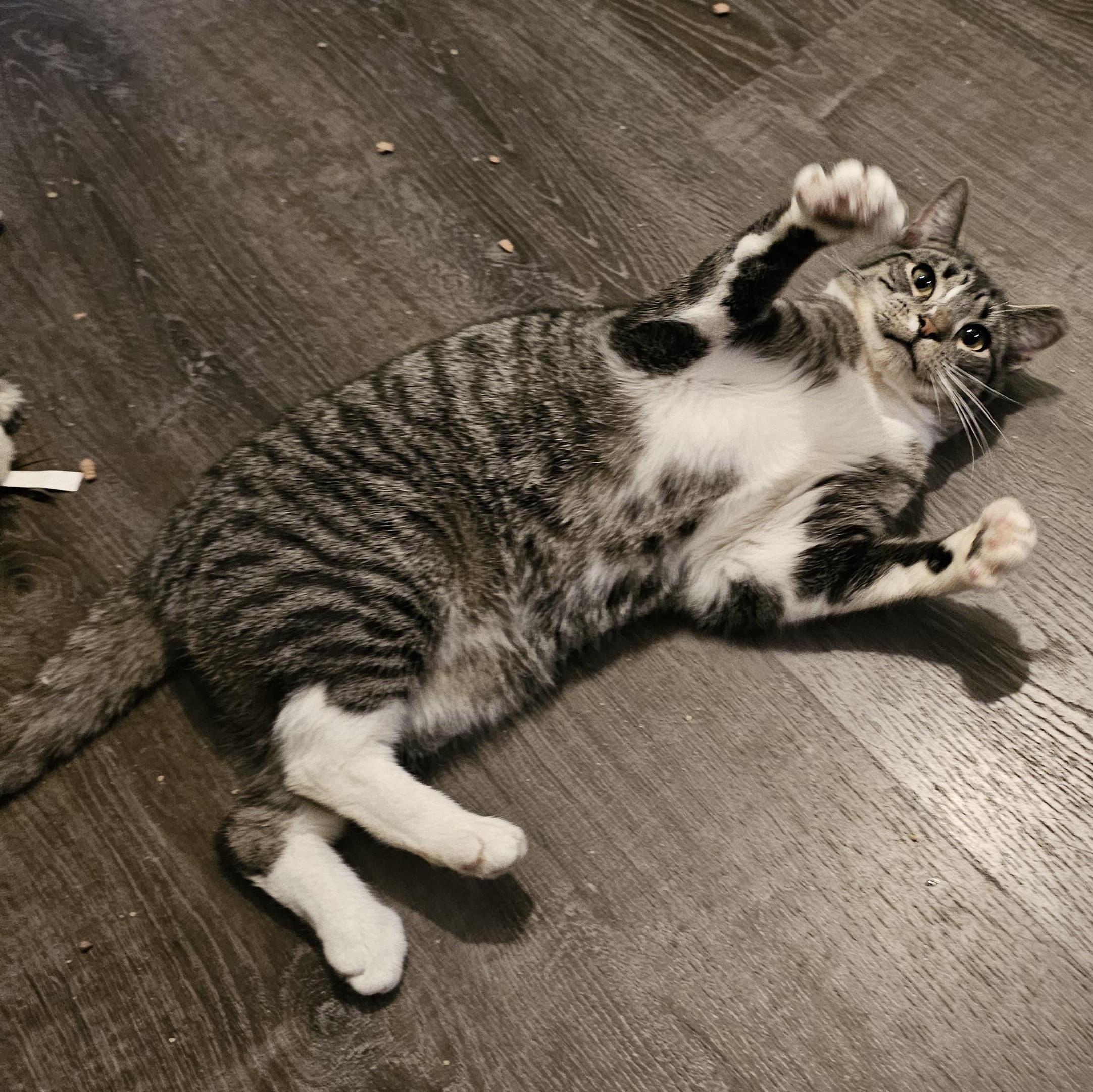 Enlarge Abe, a Adoptable Domestic Short Hair in Astoria, NY image 5/6