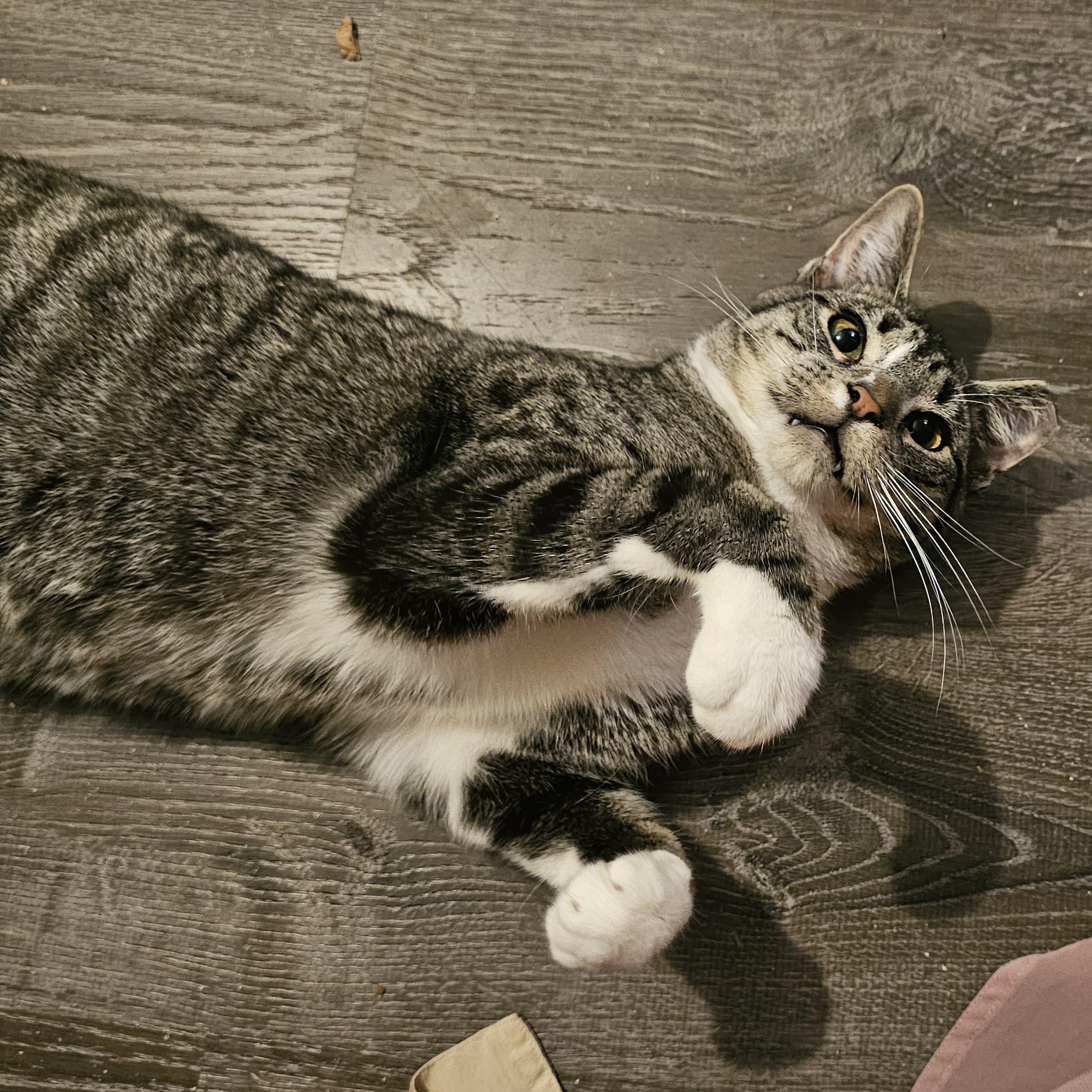 Enlarge Abe, a Adoptable Domestic Short Hair in Astoria, NY image 6/6