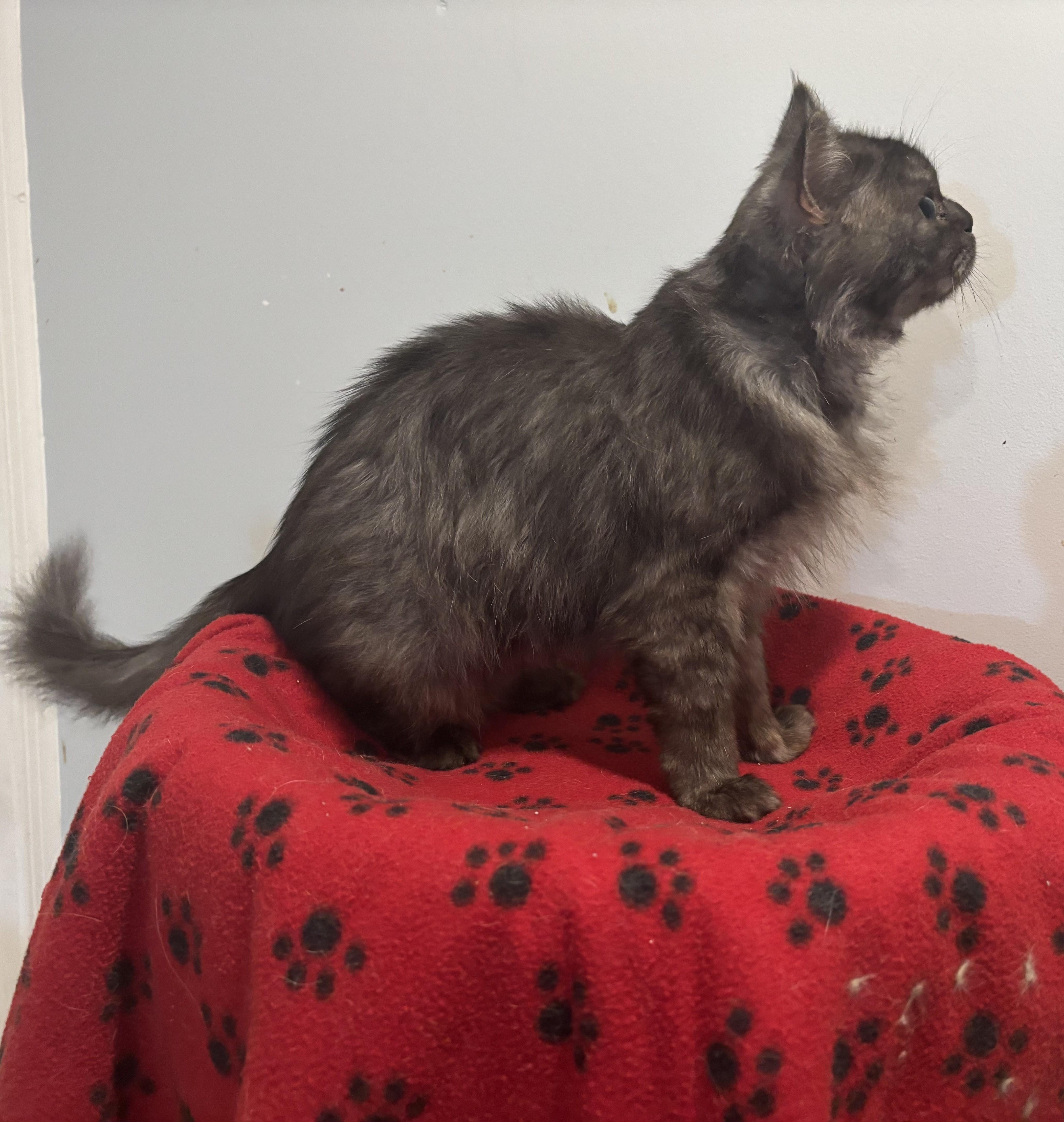 Trafil (Part Persian), Adoptable, Young Male Persian.