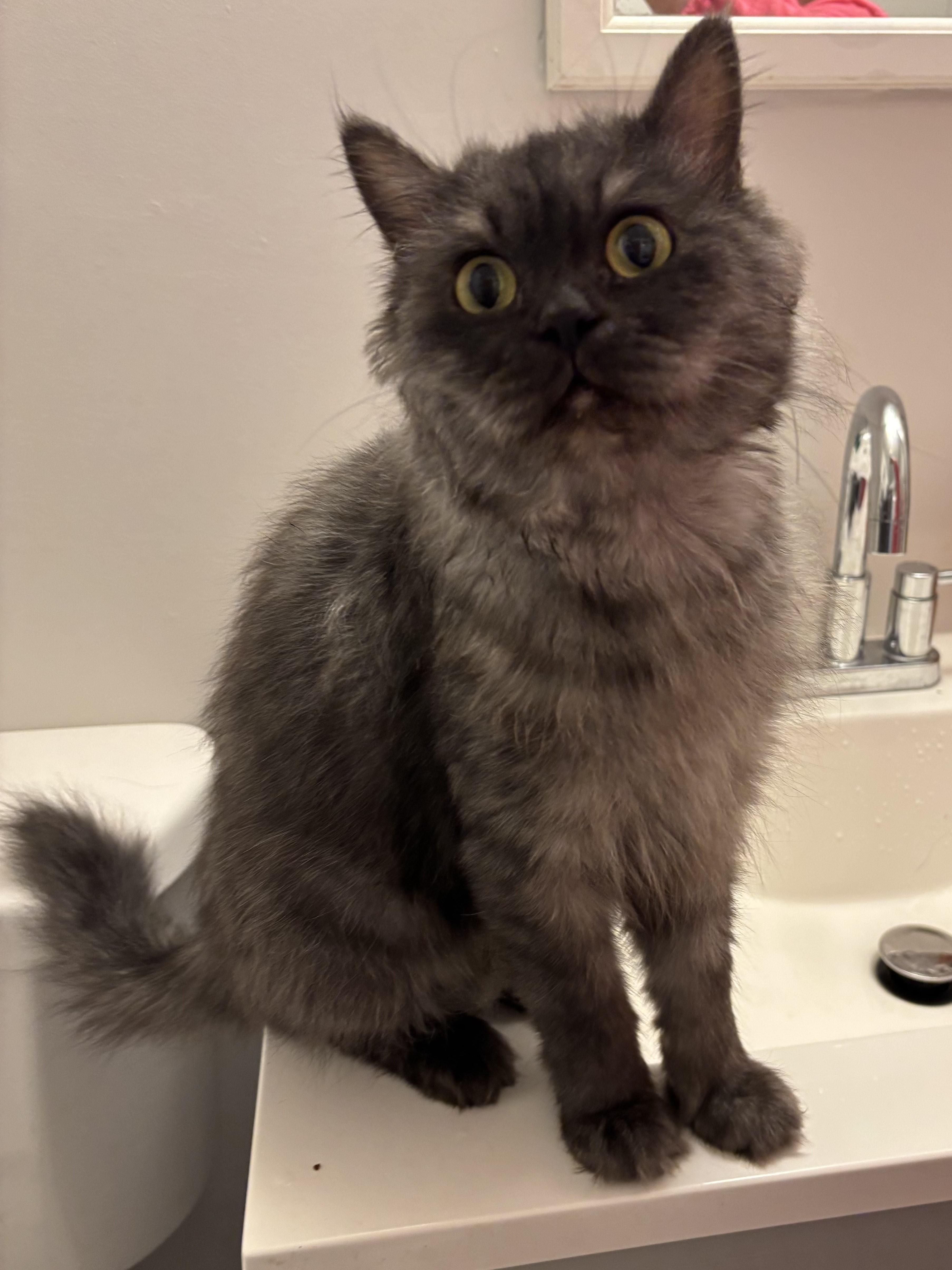 Trafil (Part Persian), a Adoptable Persian in Fairfax, VA image 1/5