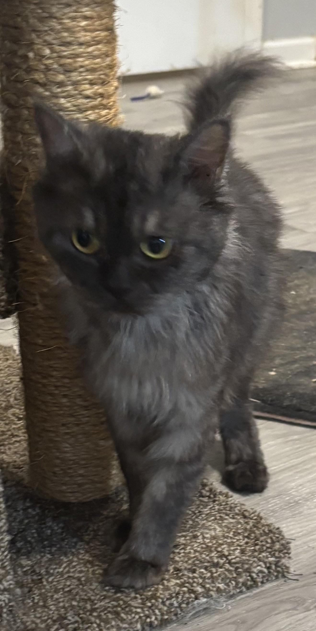 Trafil (Part Persian), a Adoptable Persian in Fairfax, VA image 3/5