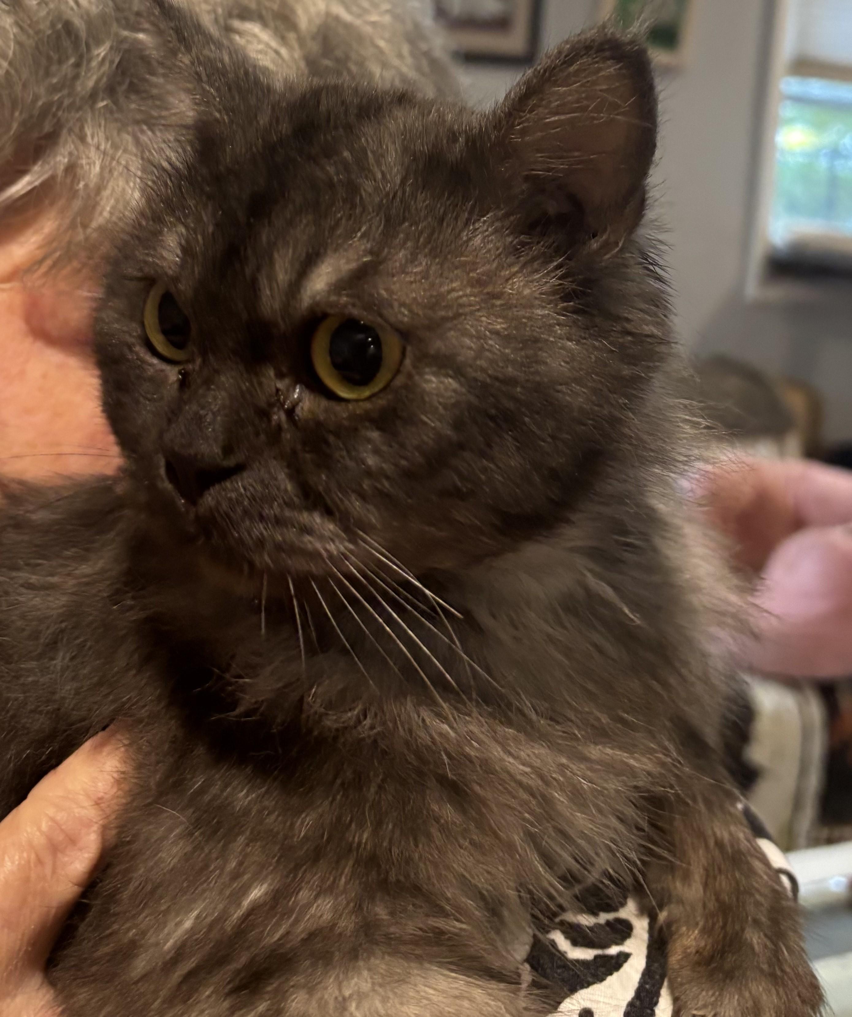 Trafil (Part Persian)