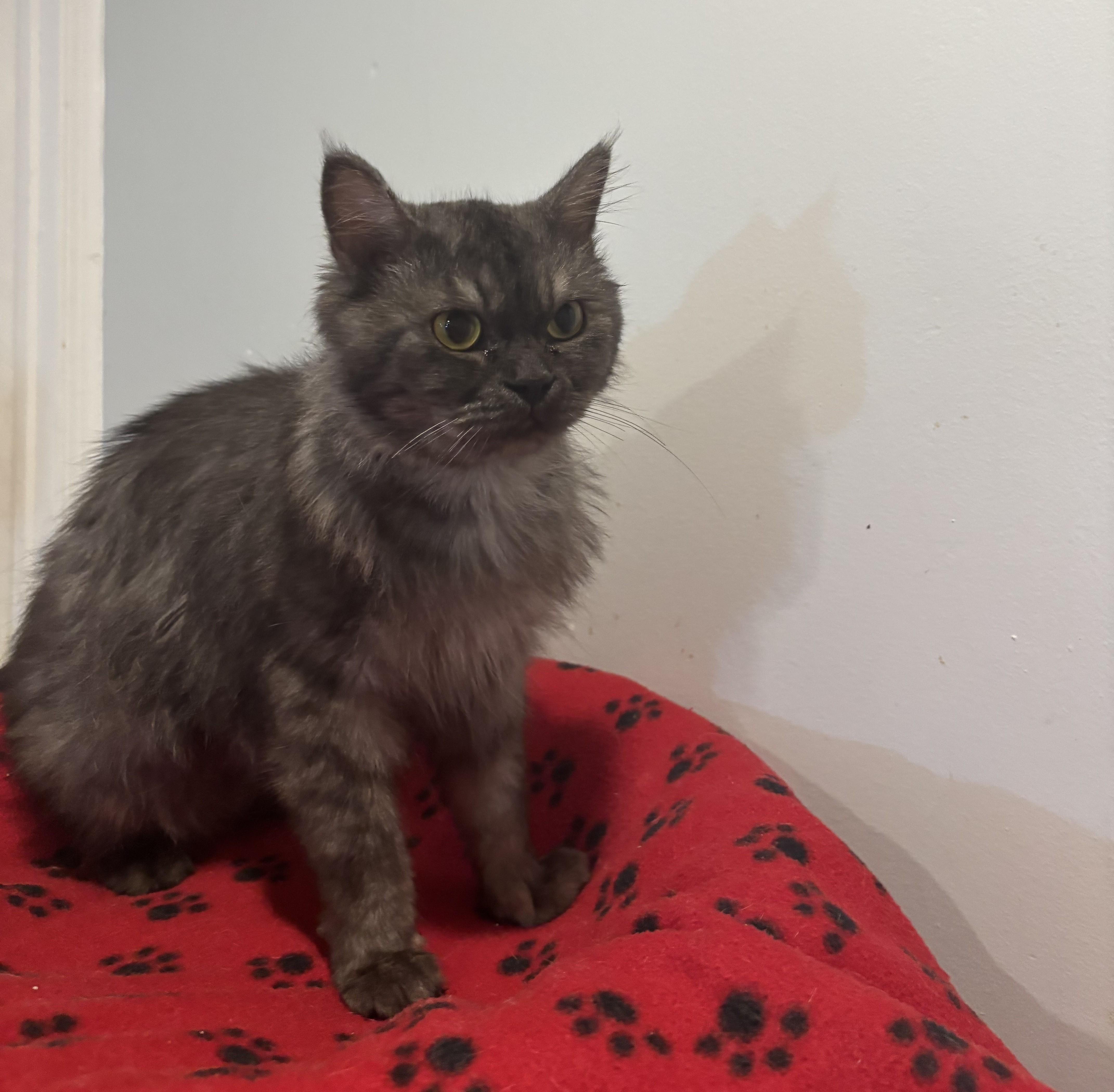 Trafil (Part Persian)
