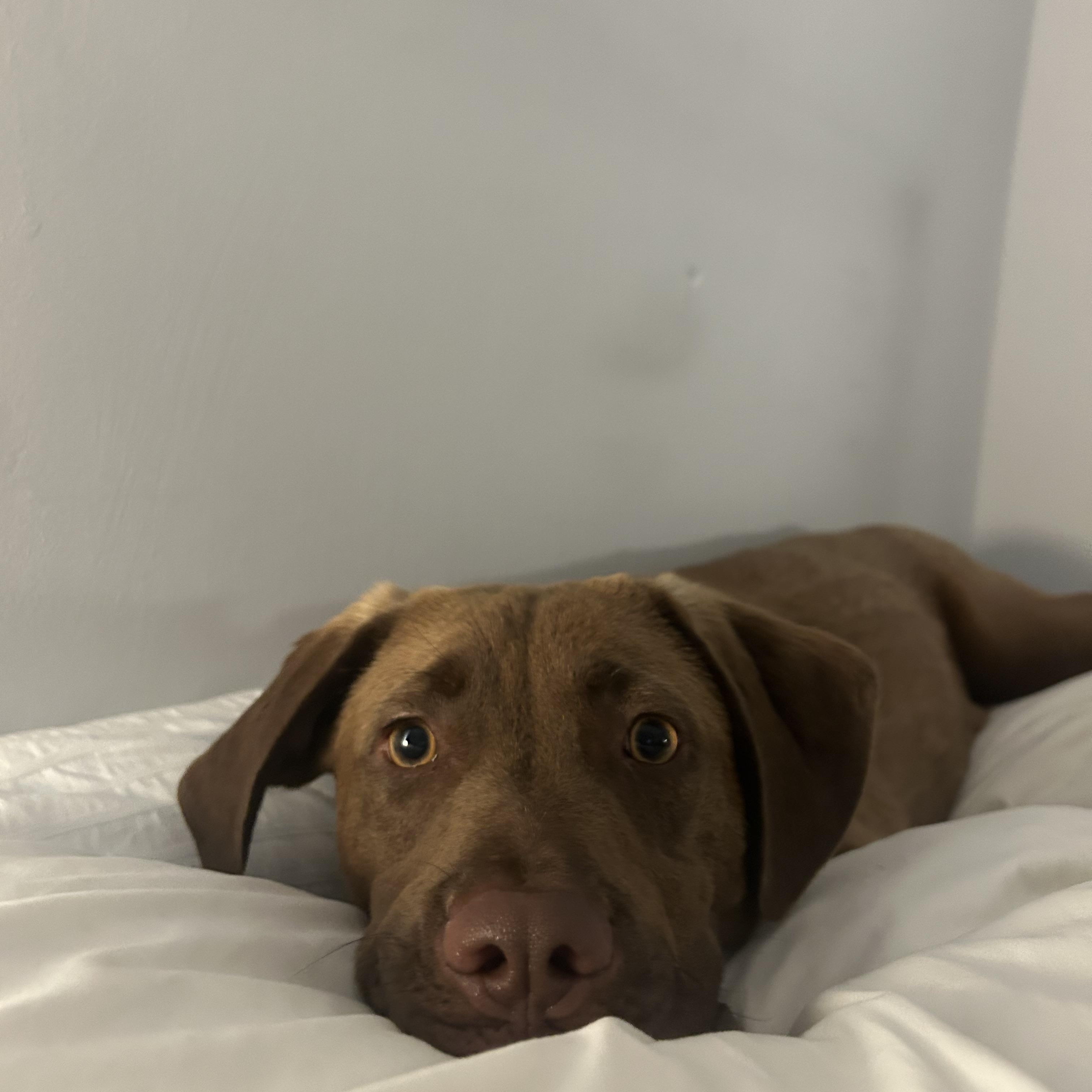 Relish, a Adoptable Mixed Breed in Carlstadt, NJ image 1/4