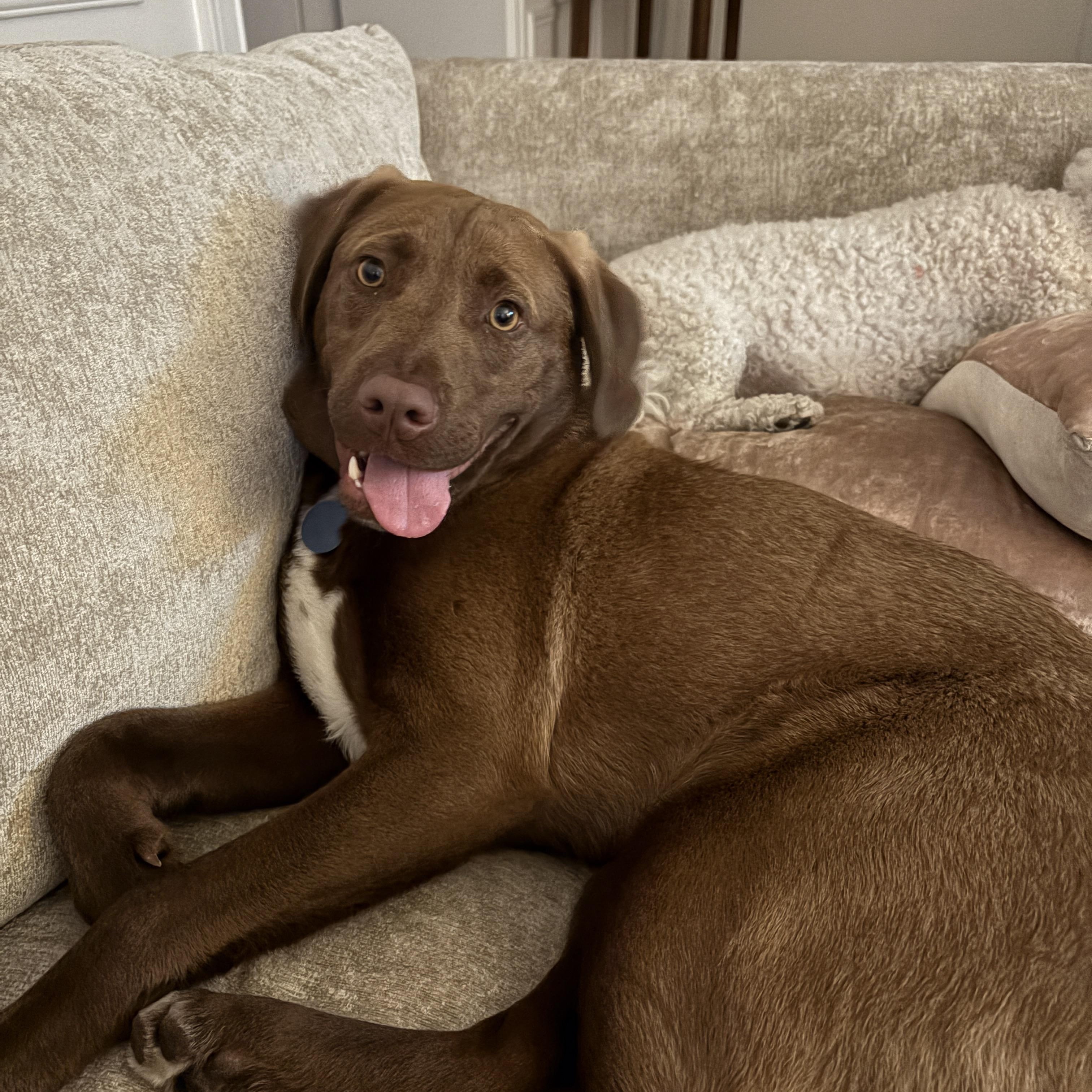 Relish, a Adoptable Mixed Breed in Carlstadt, NJ image 2/4