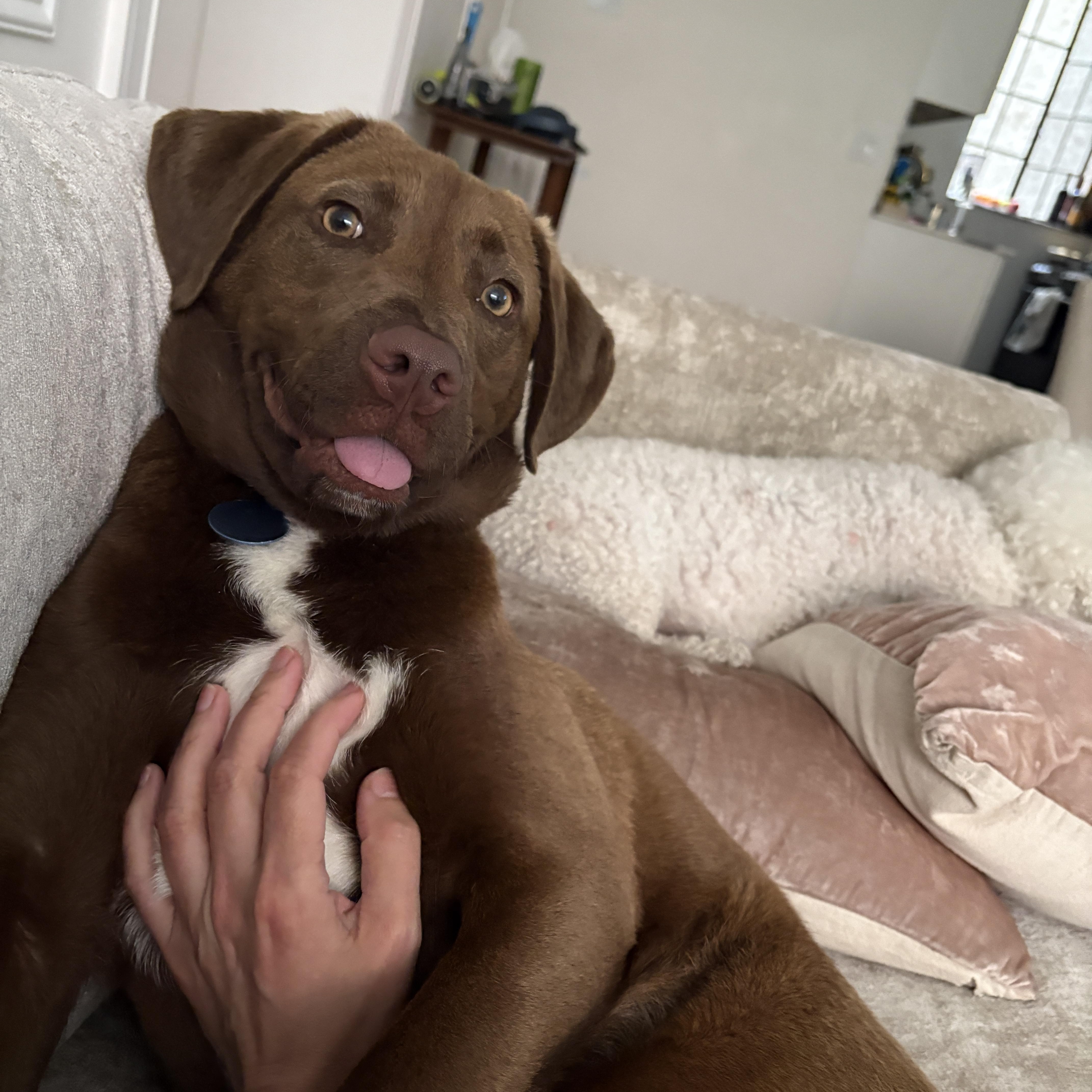 Relish, a Adoptable Mixed Breed in Carlstadt, NJ image 3/4