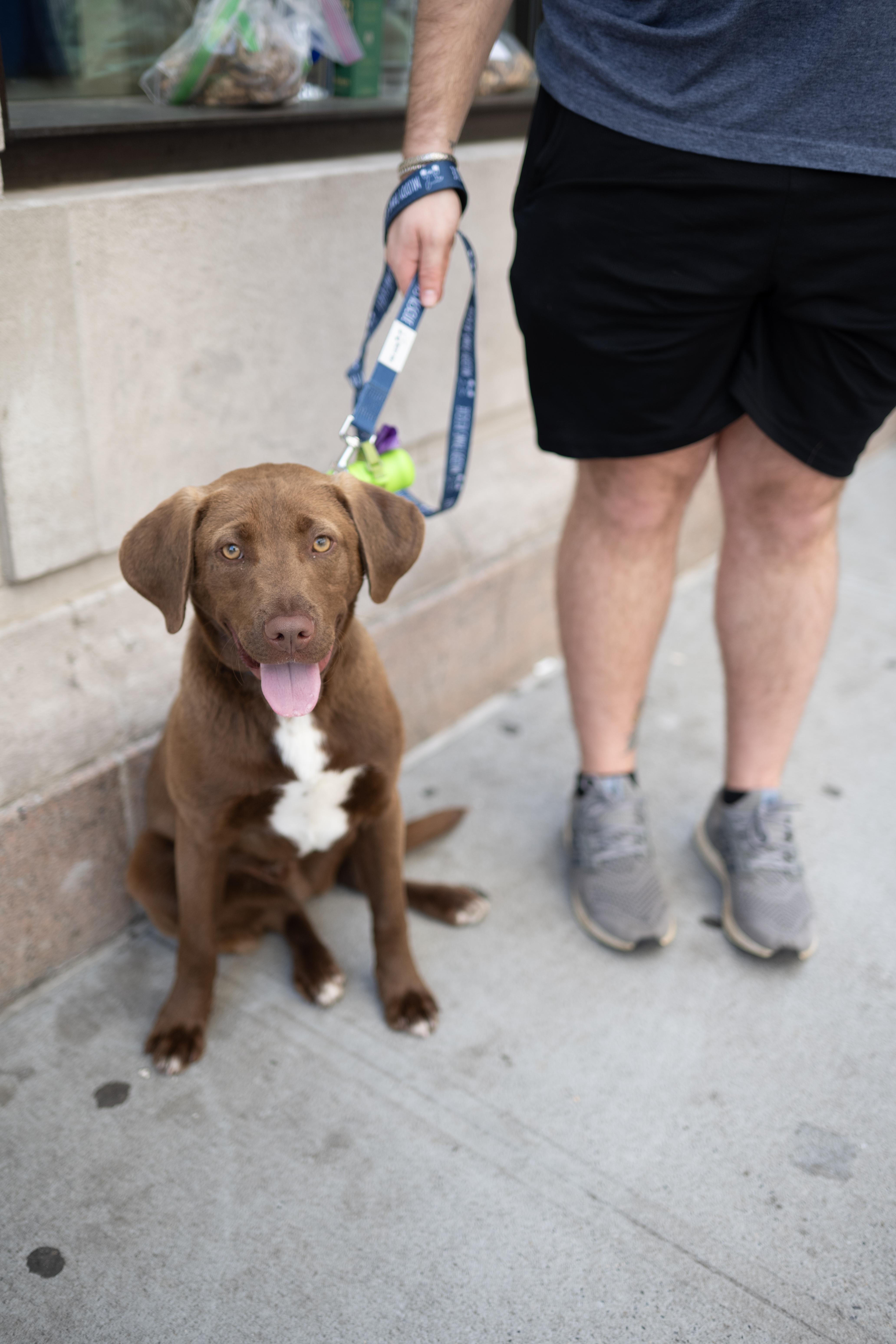 Relish, a Adoptable Mixed Breed in Carlstadt, NJ image 4/4