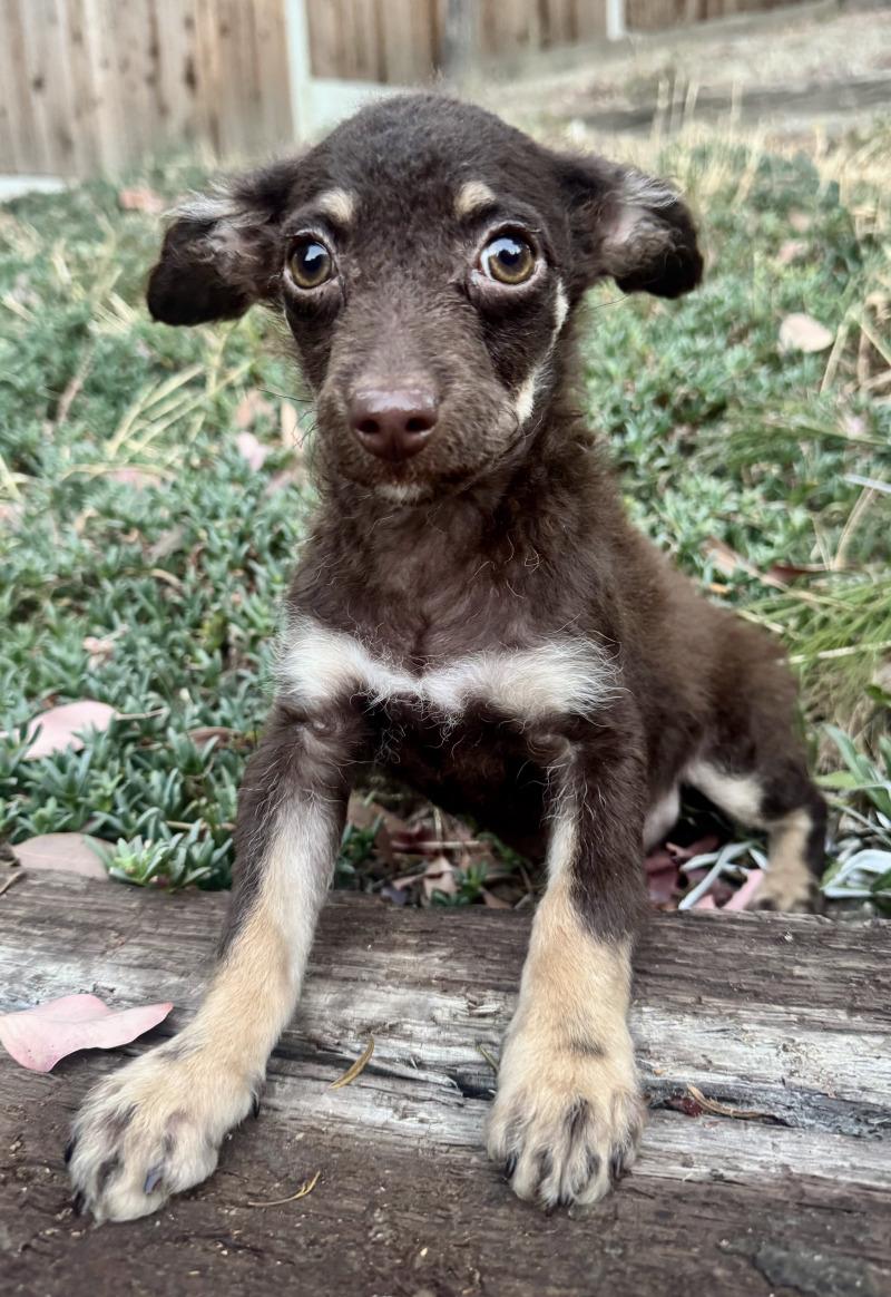 Summer, Adoptable, Young Female Terrier & Mixed Breed.