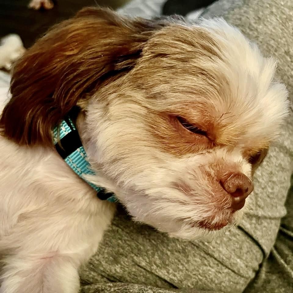 Enlarge Canelo Turner, a Adoptable Shih Tzu in Plano, TX image 2/4