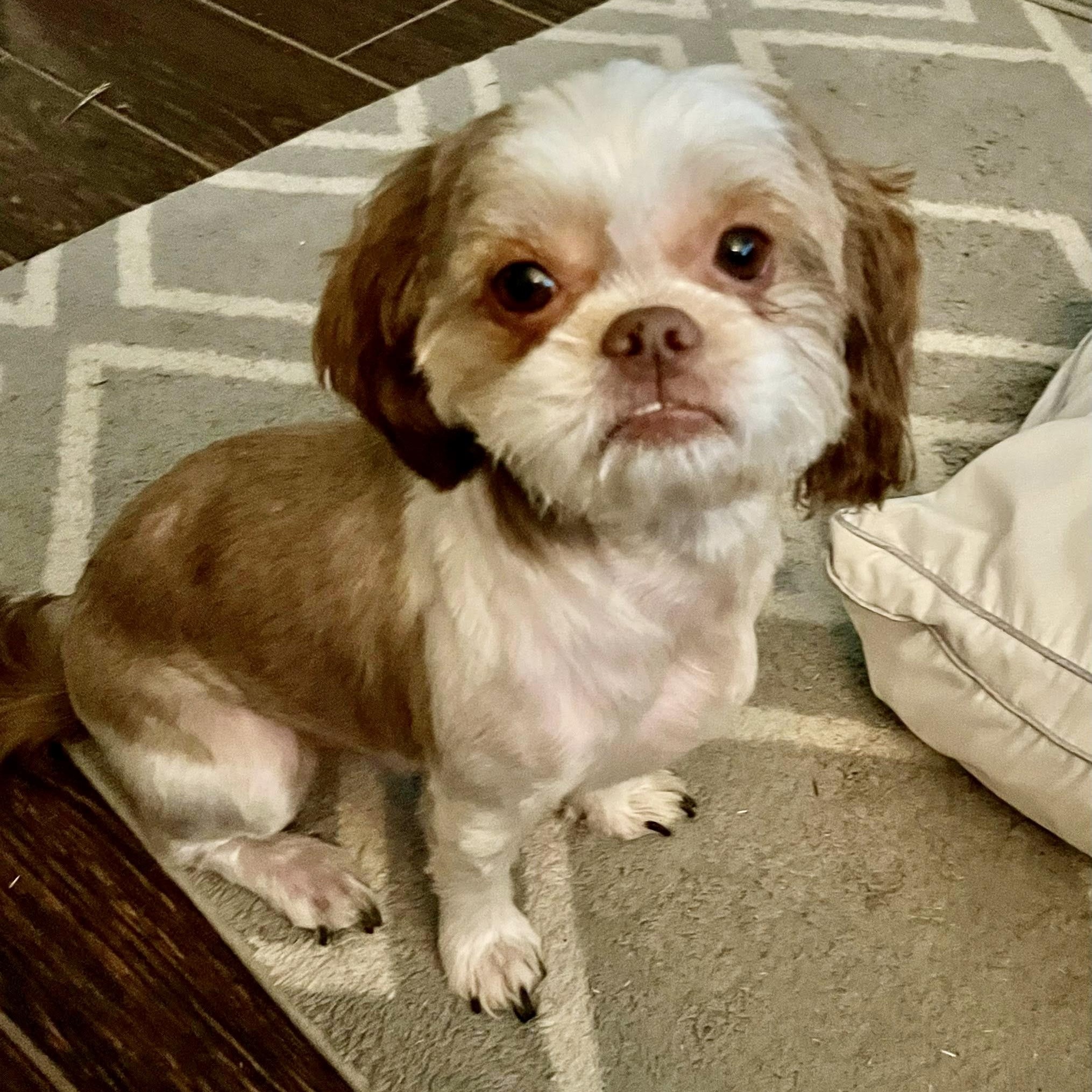 Enlarge Canelo Turner, a Adoptable Shih Tzu in Plano, TX image 1/4