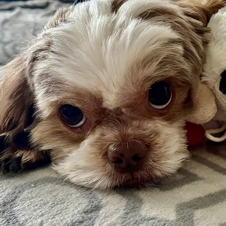 Enlarge Canelo Turner, a Adoptable Shih Tzu in Plano, TX image 3/4