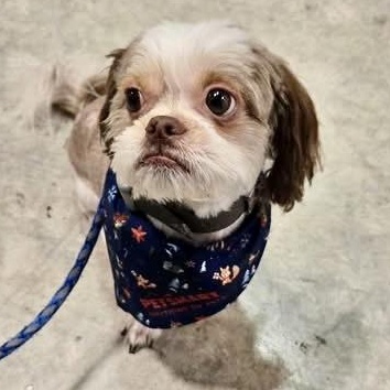 Enlarge Canelo Turner, a Adoptable Shih Tzu in Plano, TX image 4/4