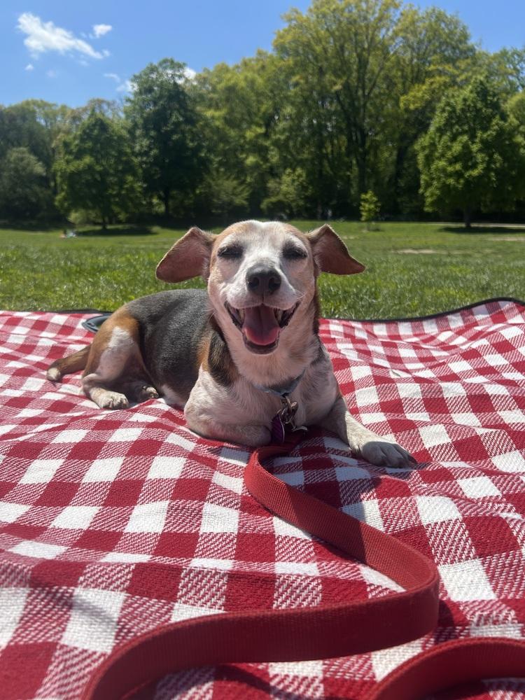 Carissa, Adoptable, Adult Female Chihuahua & Dachshund.
