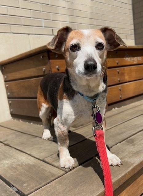 Enlarge Carissa, a Adoptable mixed breed in Manhattan, NY image 1/3