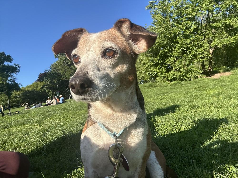 Enlarge Carissa, a Adoptable mixed breed in Manhattan, NY image 3/4