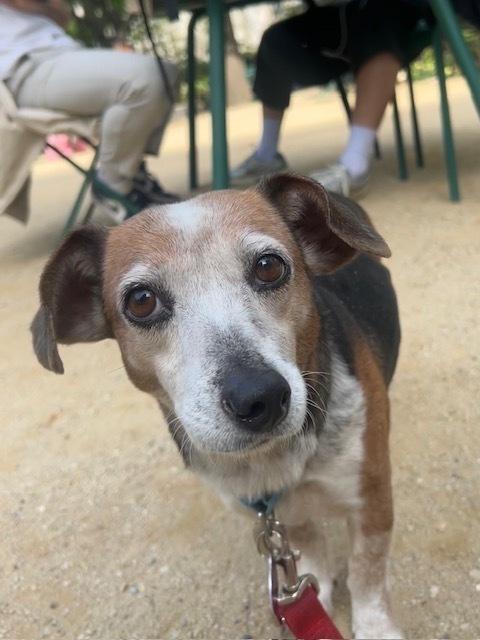 Enlarge Carissa, a Adoptable mixed breed in Manhattan, NY image 2/3