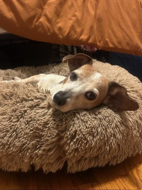 Enlarge Carissa, a Adoptable mixed breed in Manhattan, NY image 3/3