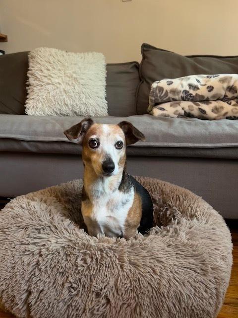 Enlarge Carissa, a Adoptable mixed breed in Manhattan, NY image 4/4