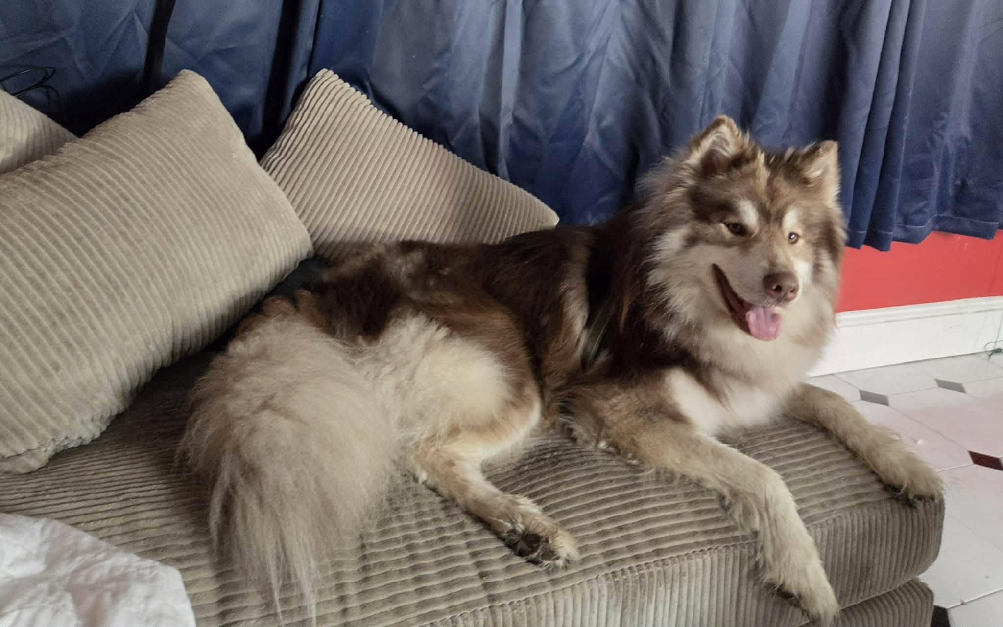 Enlarge Milo - Urgent Foster or Adopter Needed, an adopted mixed breed in Shohola, PA image 3/5