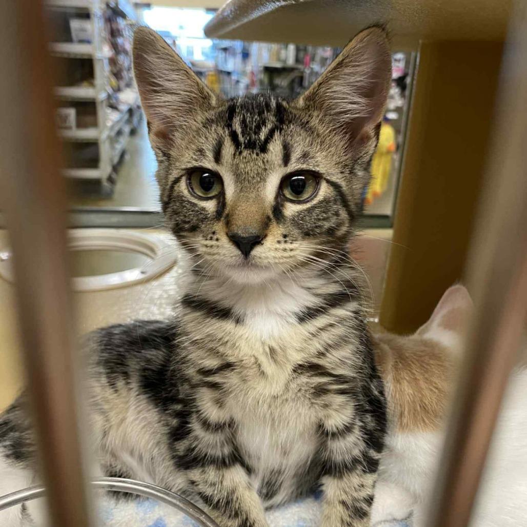 Enlarge Kyle, a Adoptable Domestic Short Hair in Chilliwack, BC image 1/5