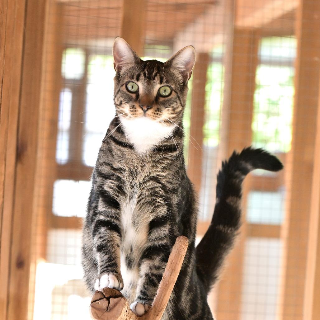 Enlarge Kyle, a Adoptable Domestic Short Hair in Chilliwack, BC image 2/6