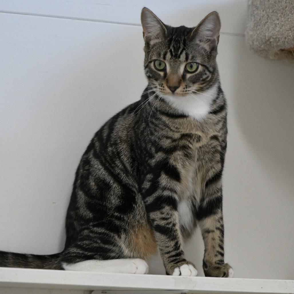 Enlarge Kyle, a Adoptable Domestic Short Hair in Chilliwack, BC image 2/5